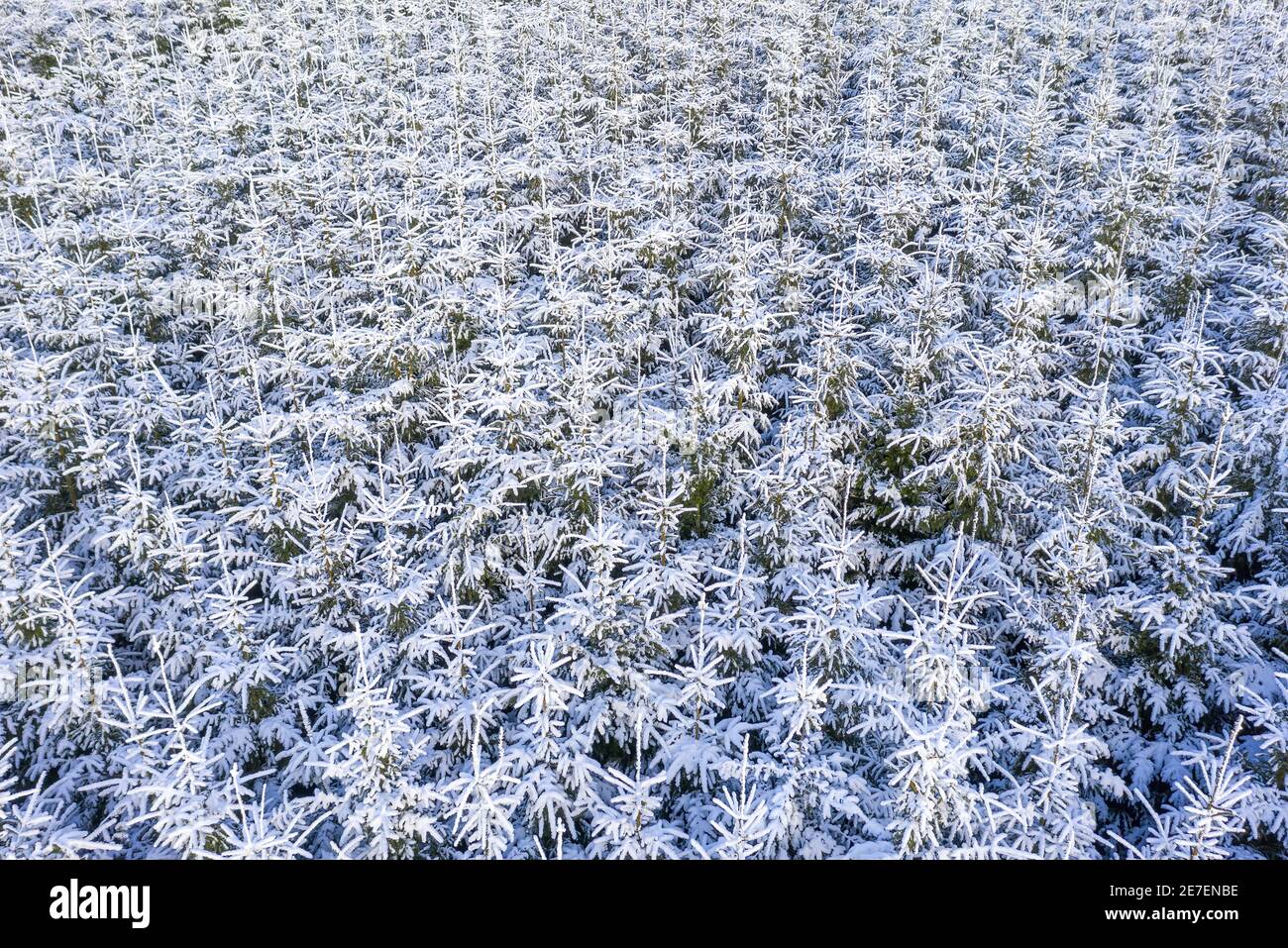 Alberi di Natale coperto di neve Foto Stock