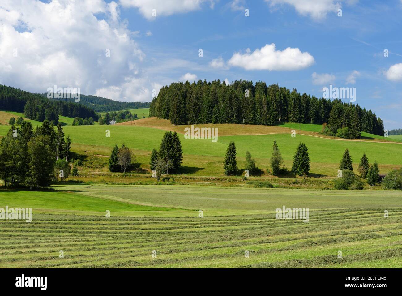 Paesaggio pastorale estivo in Svizzera Foto Stock