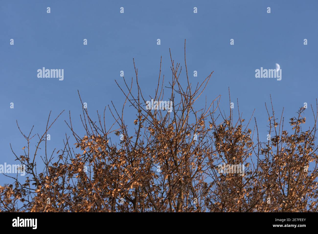 Mezzaluna sulla cima dell'albero contro il cielo blu, Baviera, Germania Foto Stock