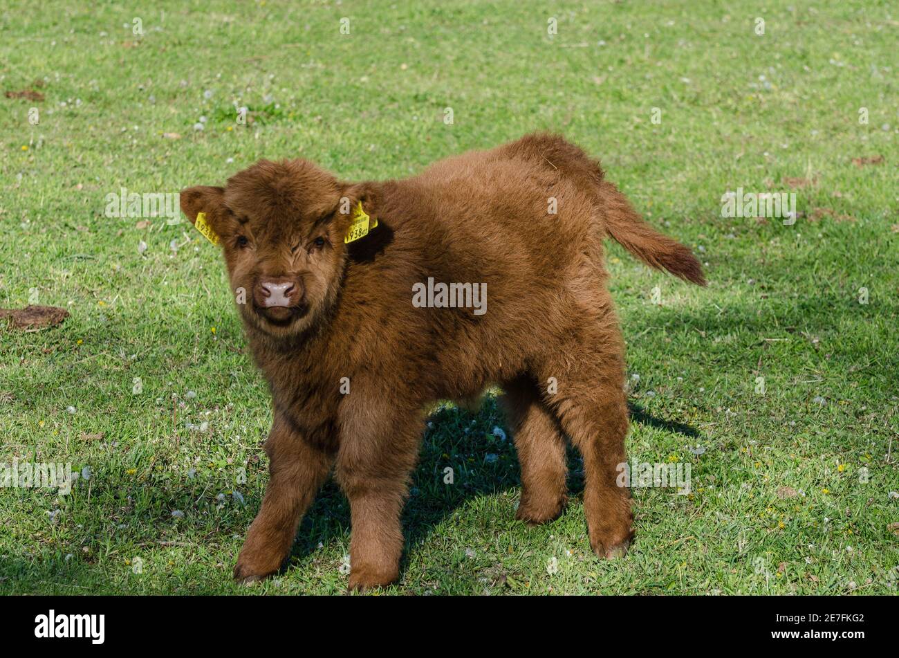 piccolo bestiame montano su un prato Foto Stock