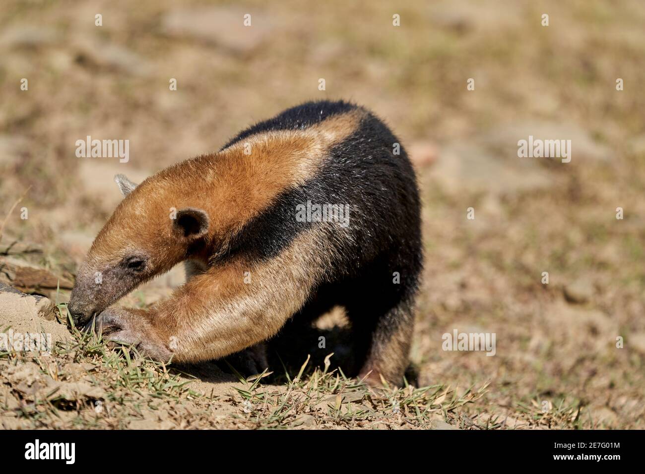 Il tamandua meridionale, il tamandua tetradactyla, anch'esso anteater colato o anteater minore, è una specie di anteater sudamericano, foraggiante su un prato Foto Stock