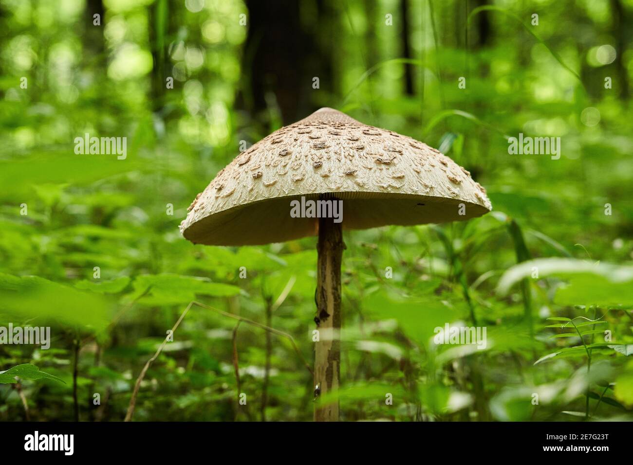 Fungo con grande ombrello in piedi nella foresta scura. Macrolepiota procera, il fungo del parasolo, è un fungo basidiomicete con un grande, prominente Foto Stock