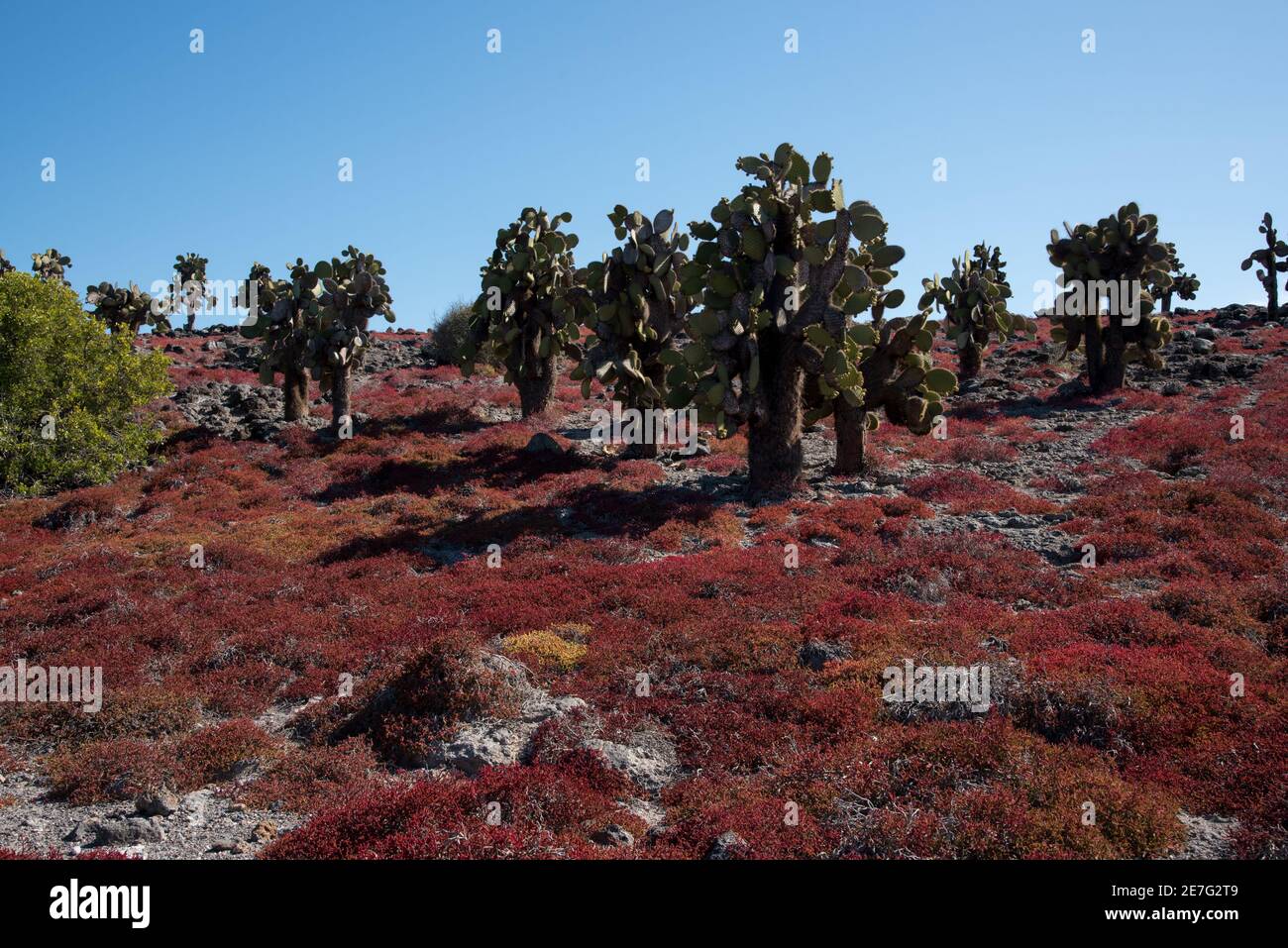 L'erbaccia rossa delle Galapagos copre l'isola piana di South Plaza nell'arcipelago delle Galapagos. Foto Stock