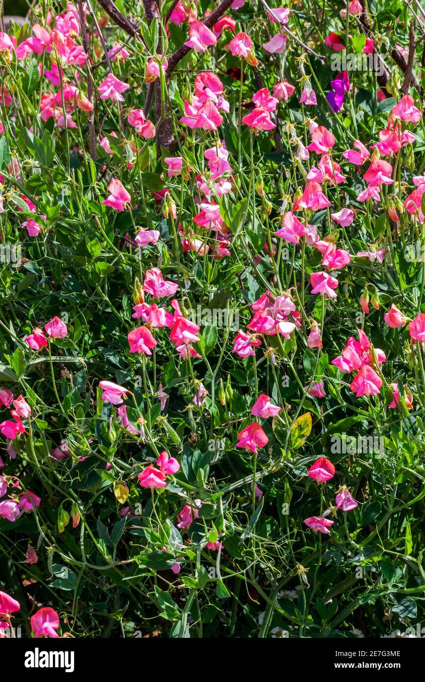 Piselli dolci (Lathyrus odoratus) una pianta fiorente estiva primaverile con un fiore rosa estivo immagine foto stock Foto Stock