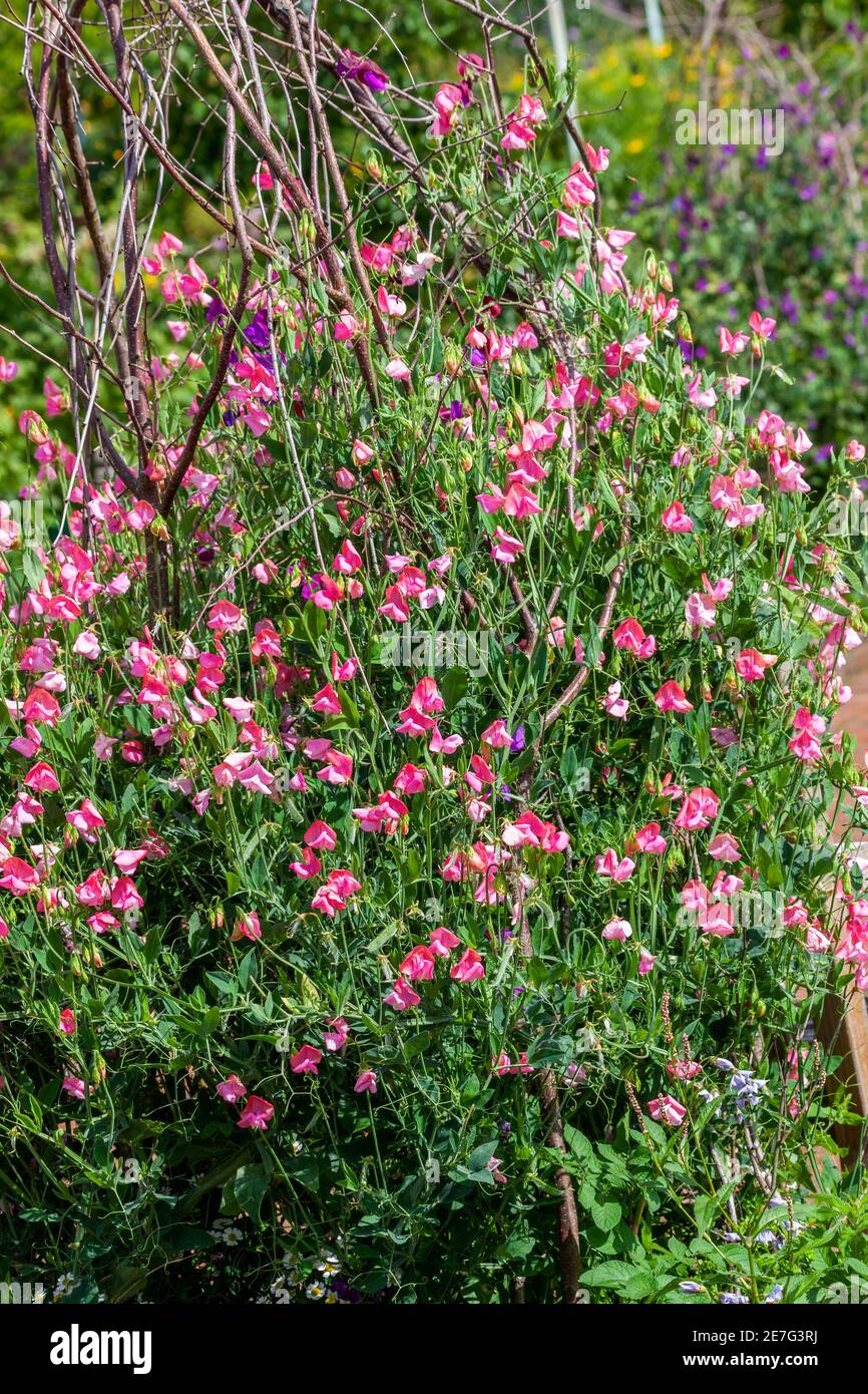Piselli dolci (Lathyrus odoratus) una pianta fiorente estiva primaverile con un fiore rosa estivo immagine foto stock Foto Stock