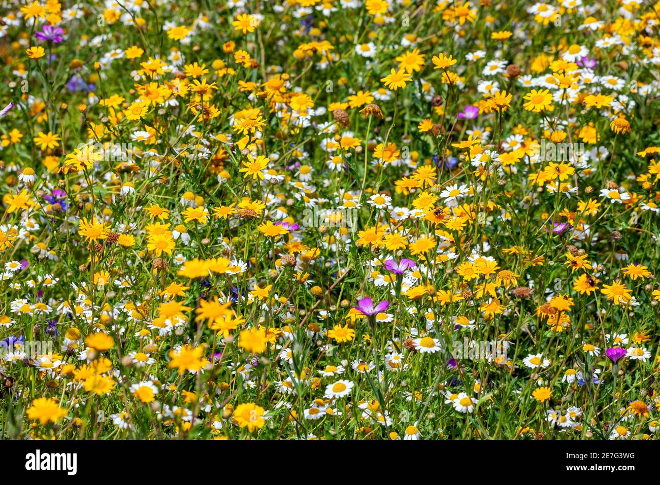 Wildflower prato estate fioritura piante con giallo e bianco daisy estate fiori durante i mesi di giugno e settembre, foto d'azione Foto Stock