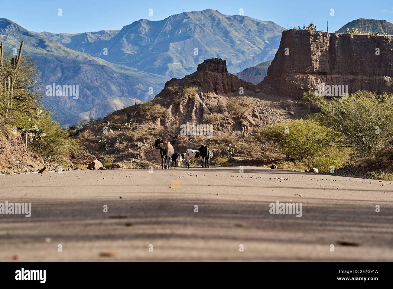 Bestiame su un'autostrada solitaria con linea media gialla in un bellissimo e arido paesaggio desertico che mostra cactus e formazioni rocciose del deserto, Perù, Ame del Sud Foto Stock