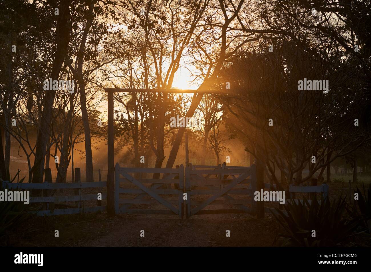 Bellissimo tramonto su una fattoria di bestiame, fazenda, con un sacco di bovini bianchi, lungo la Transpantaneira nelle zone umide della palude Pantanal, con il sole Foto Stock