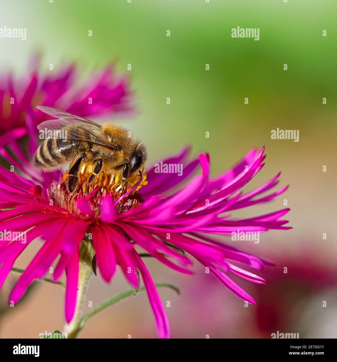 Macro di un'ape che raccoglie nettare ad un'astro rosa fioritura Foto Stock