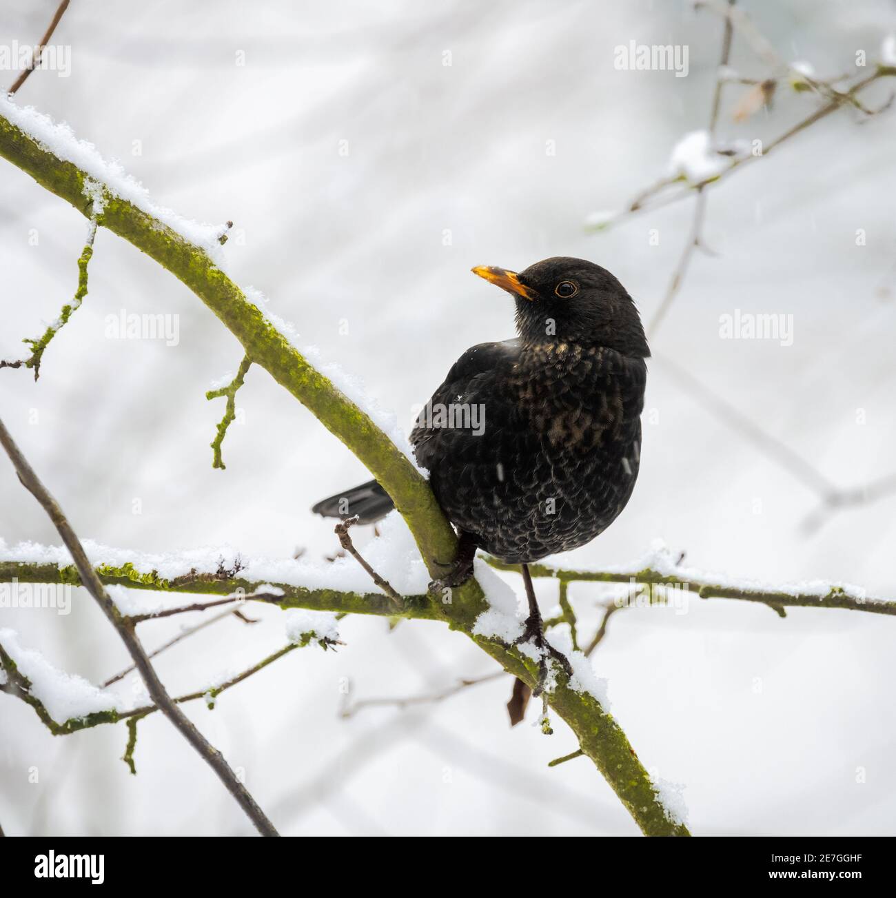 Donna ricattata seduta sul ramo di una neve coperta albero Foto Stock