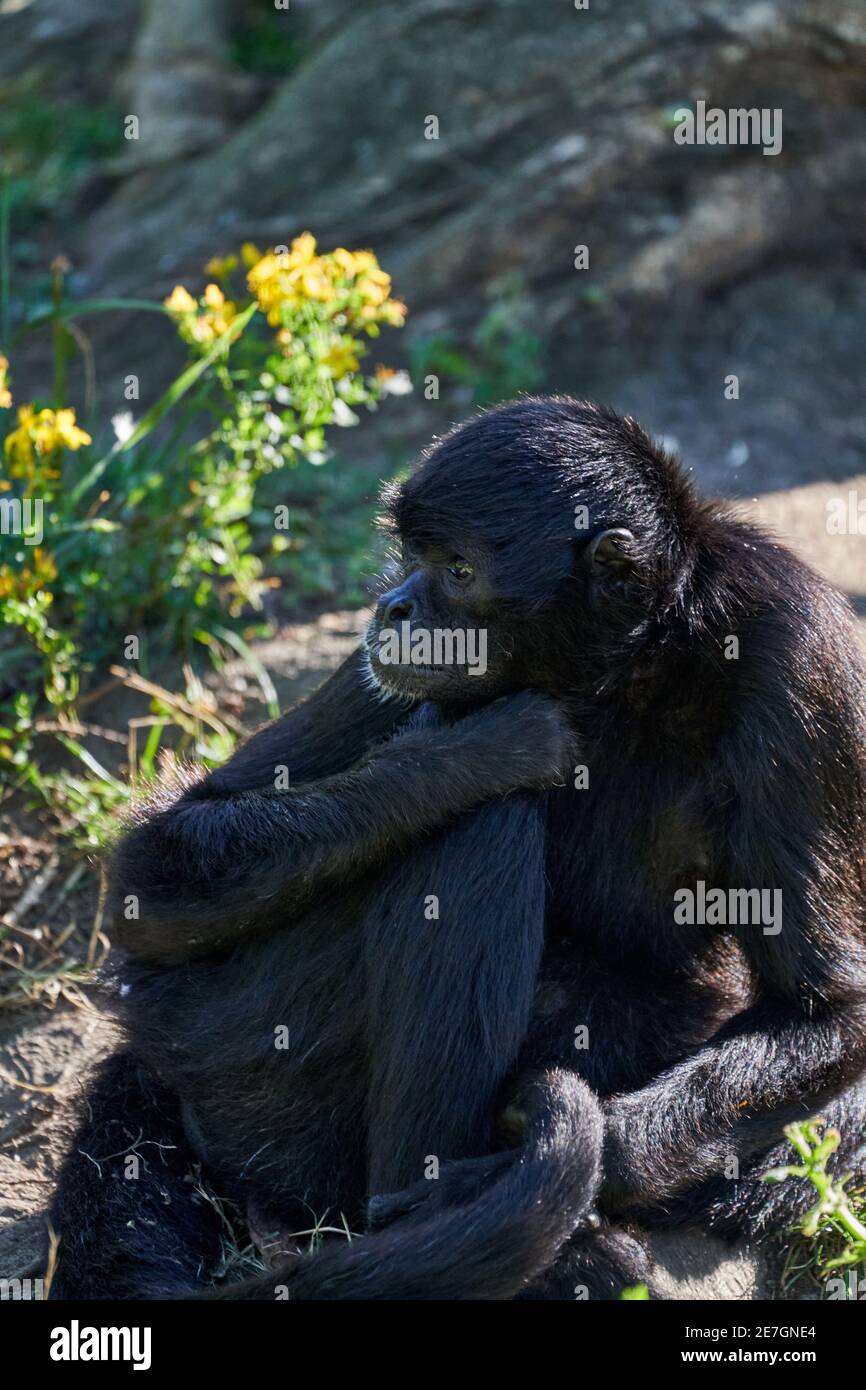 Scimmia ragno a testa nera, Ateles fusciceps, è sdraiata nella calda luce del sole un rilassante Foto Stock