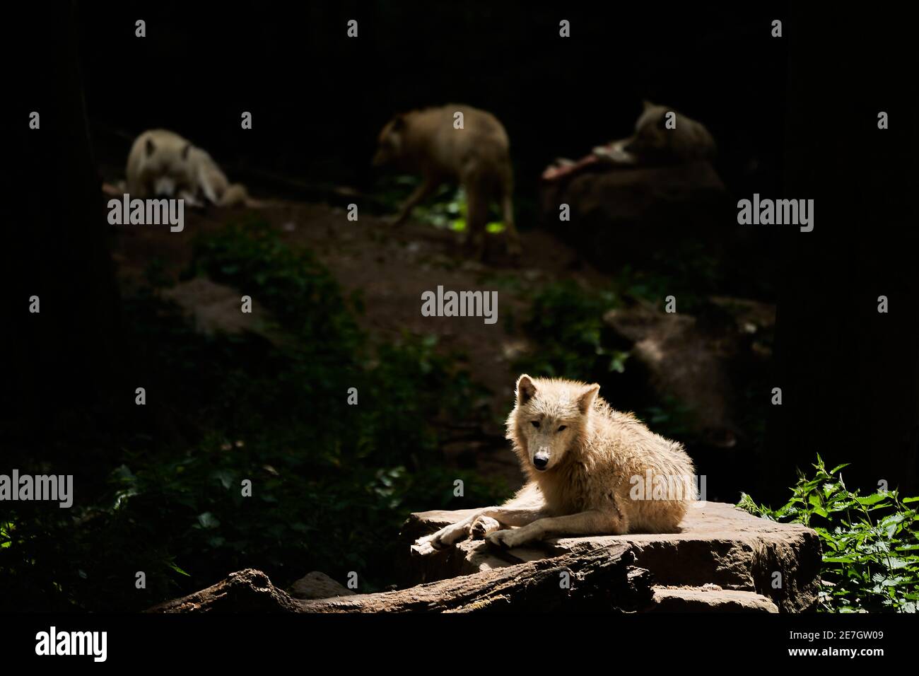 Wolf pack di grandi e bianchi Hudson Bay Wolf, vive nell'Artic e sulla costa nord-occidentale di Hudson Bay in Canada, Nord America. Canis lupus hudso Foto Stock