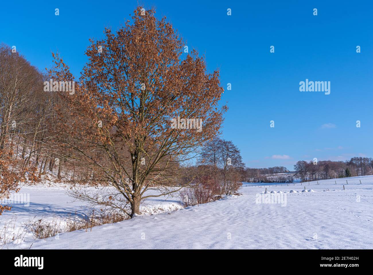 Schneelandschaft mit Baum und blauem Himmel Foto Stock