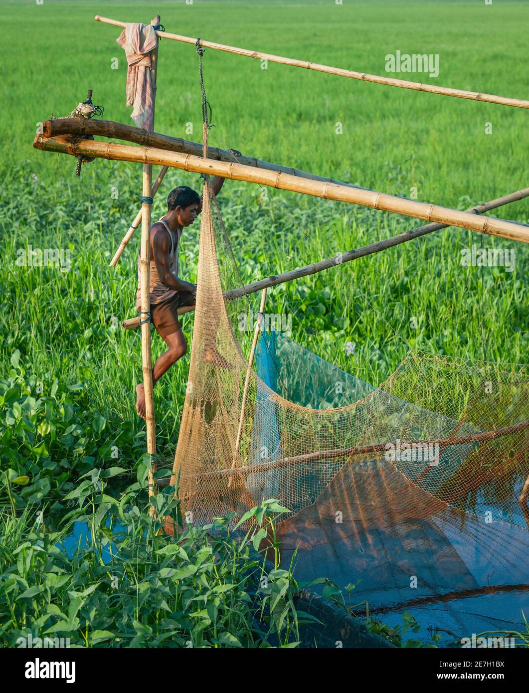 Giovane uomo di tribù indigena pesca con bambù incorniciato rete di pesca cinese in laguna profonda con erba sull'isola di Majuli, Assam, India. Foto Stock