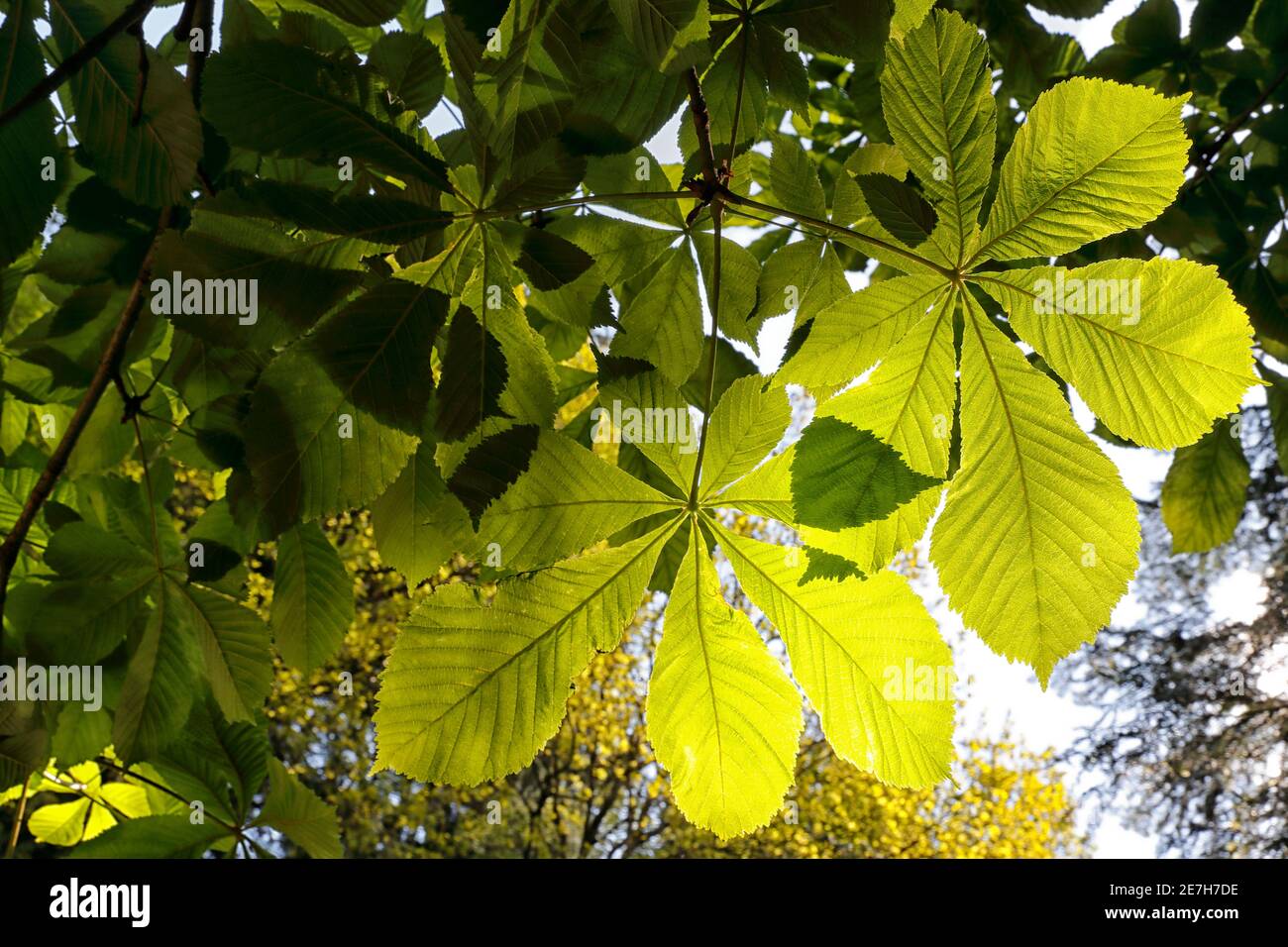 Castagno di cavallo (Aesculus hippocastanum) foglie alla luce del sole, castagno di cavallo è nativo della penisola balcanica e introdotto nel Regno Unito attraverso la Turchia. Foto Stock
