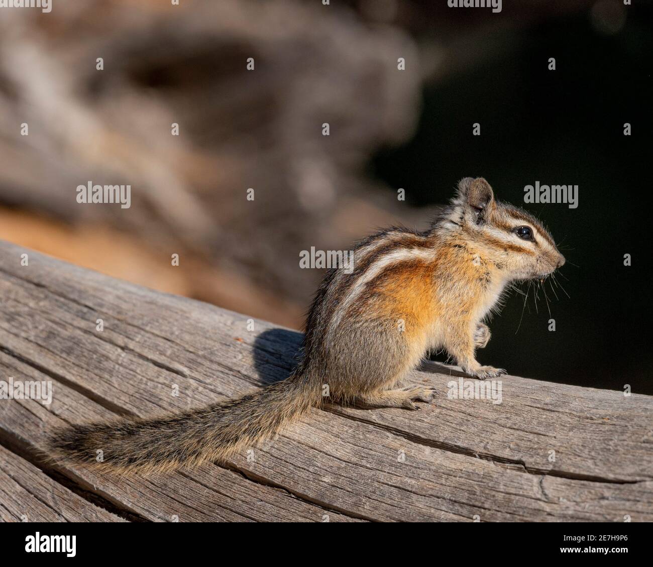 Yellow-Pine Chipmunk (Neotamias amoenus) vicino al Taylor Creek Visitor Center, South Lake Tahoe, California, USA. Unità di gestione del bacino del lago Tahoe. Foto Stock