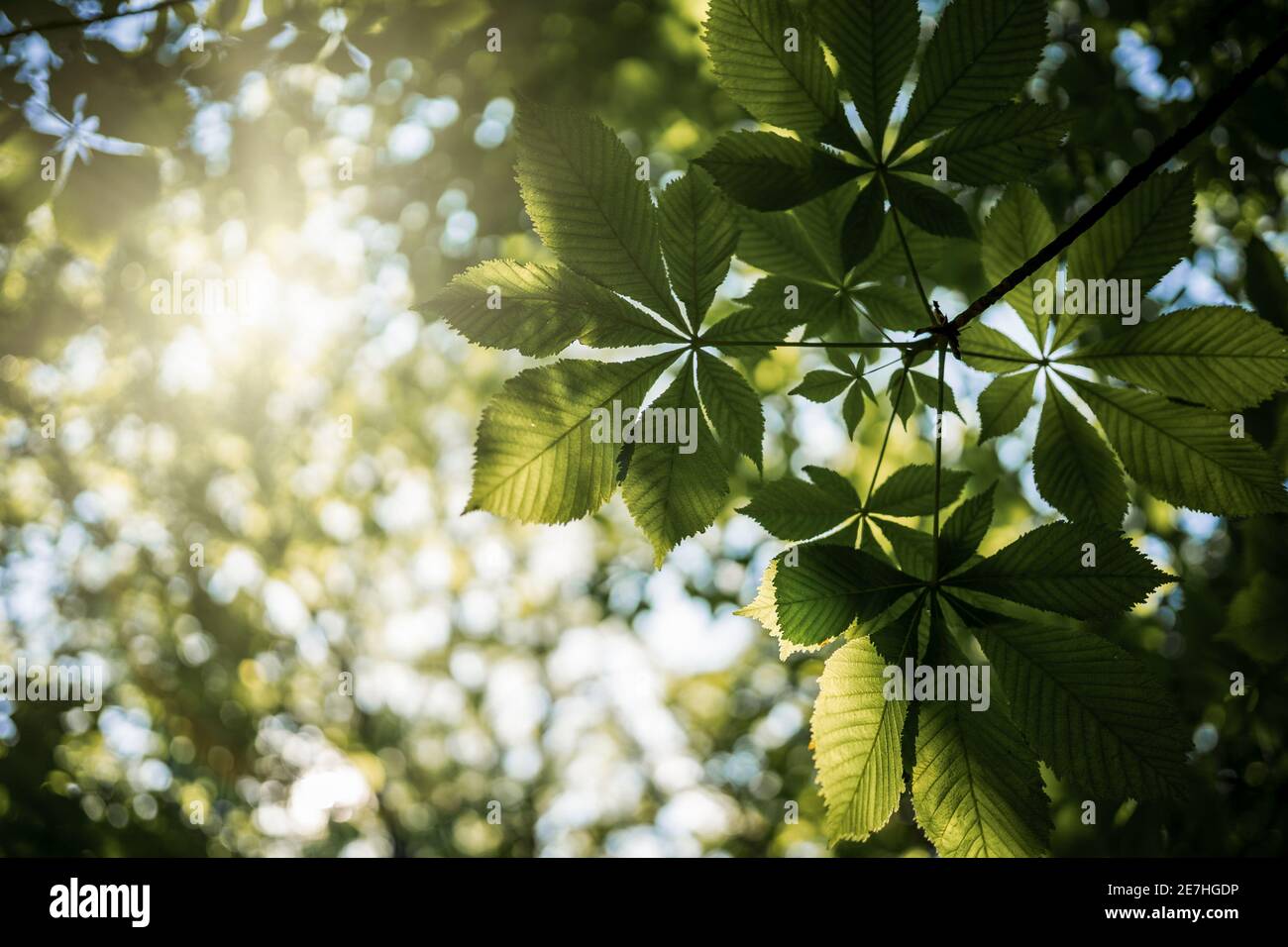 La luce solare e i raggi solari brillano attraverso le foglie in verde alberi che guardano verso il cielo dal basso il giorno d'estate in foresta Foto Stock