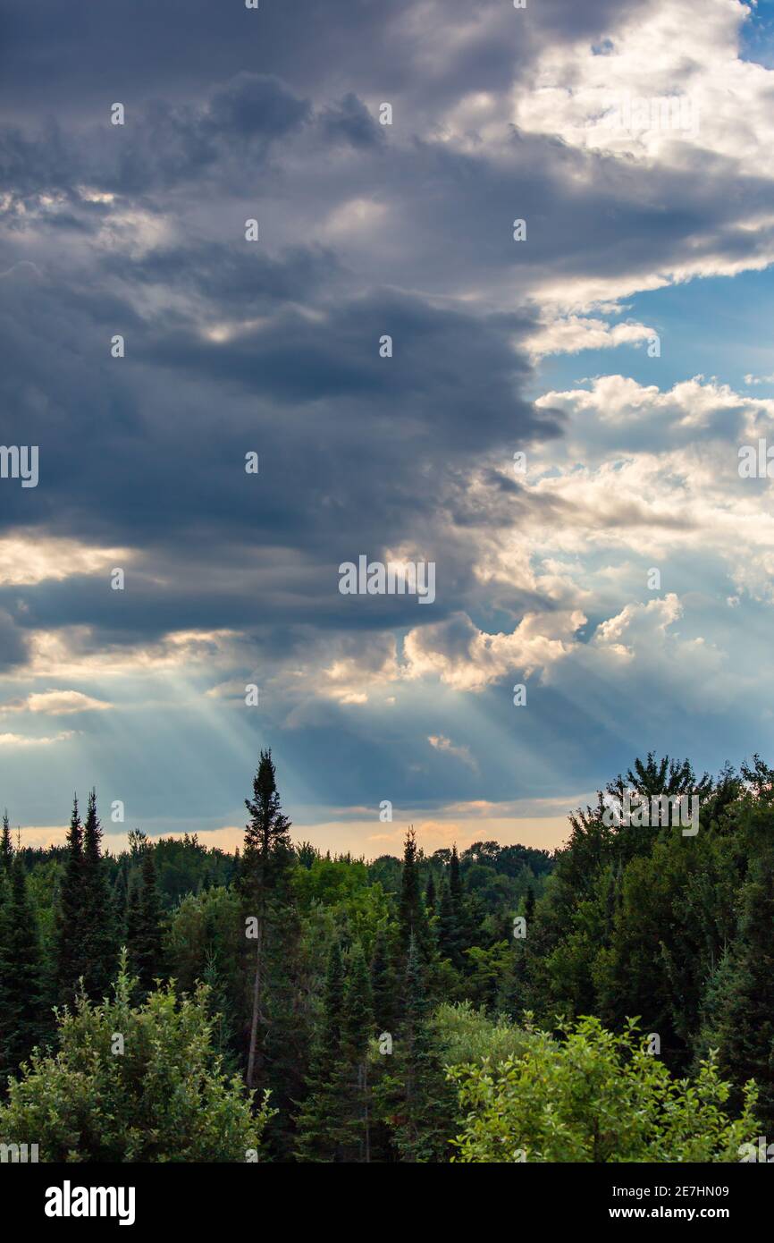 Raggi di luce solare che si infranono su una foresta del Wisconsin nel mese di luglio, verticale Foto Stock