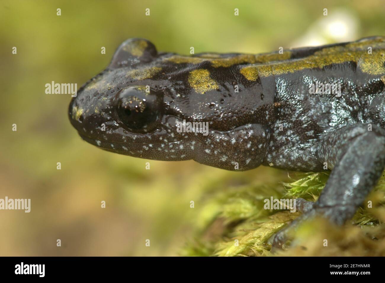 Primo piano di un salamander maschile a punta lunga, Ambystoma macrodactylum Foto Stock