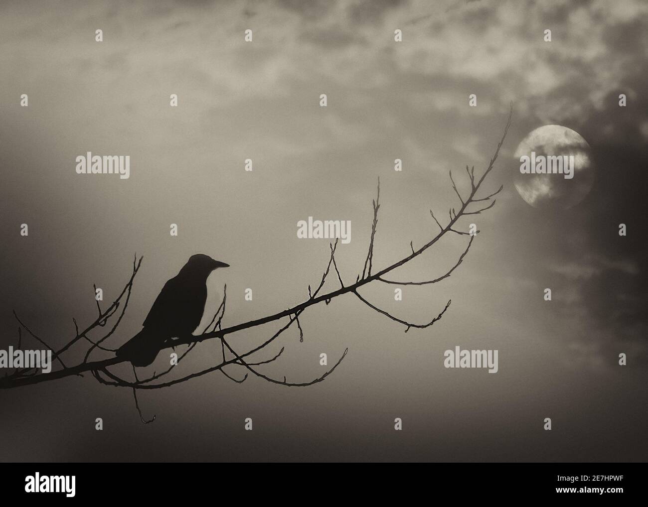 Silhouette corvo con luna sullo sfondo Foto Stock