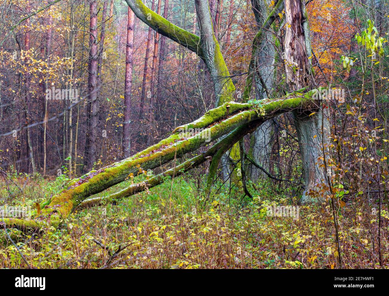 Alberi antichi nella foresta di Bialowieza, Polonia, Europa Foto Stock