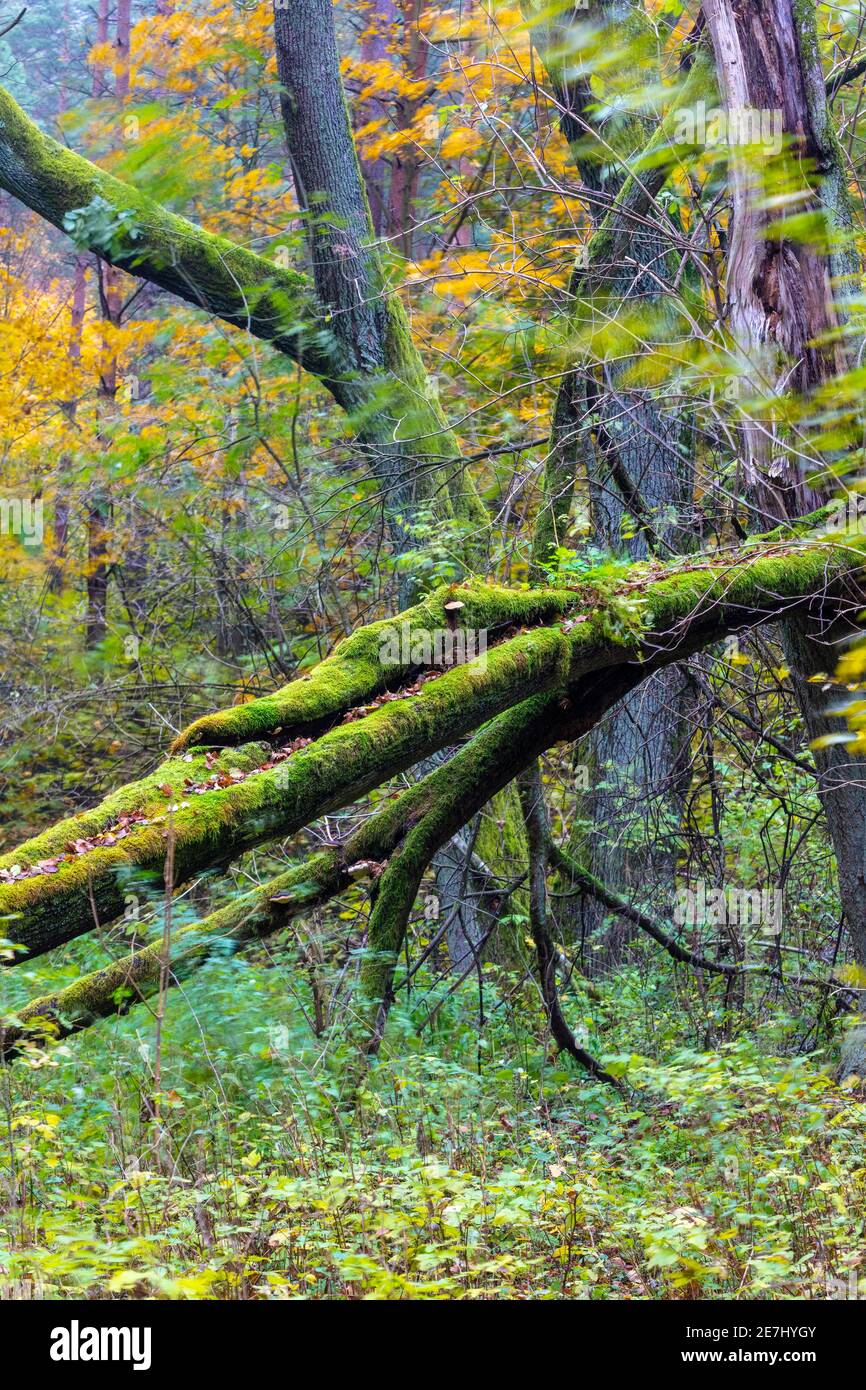 Alberi antichi nella foresta di Bialowieza, Polonia, Europa Foto Stock