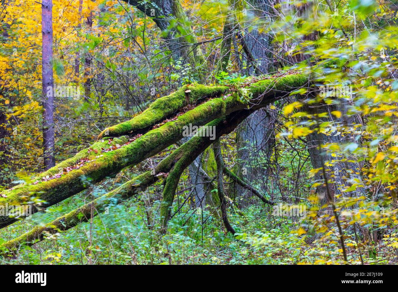 Alberi antichi nella foresta di Bialowieza, Polonia, Europa Foto Stock
