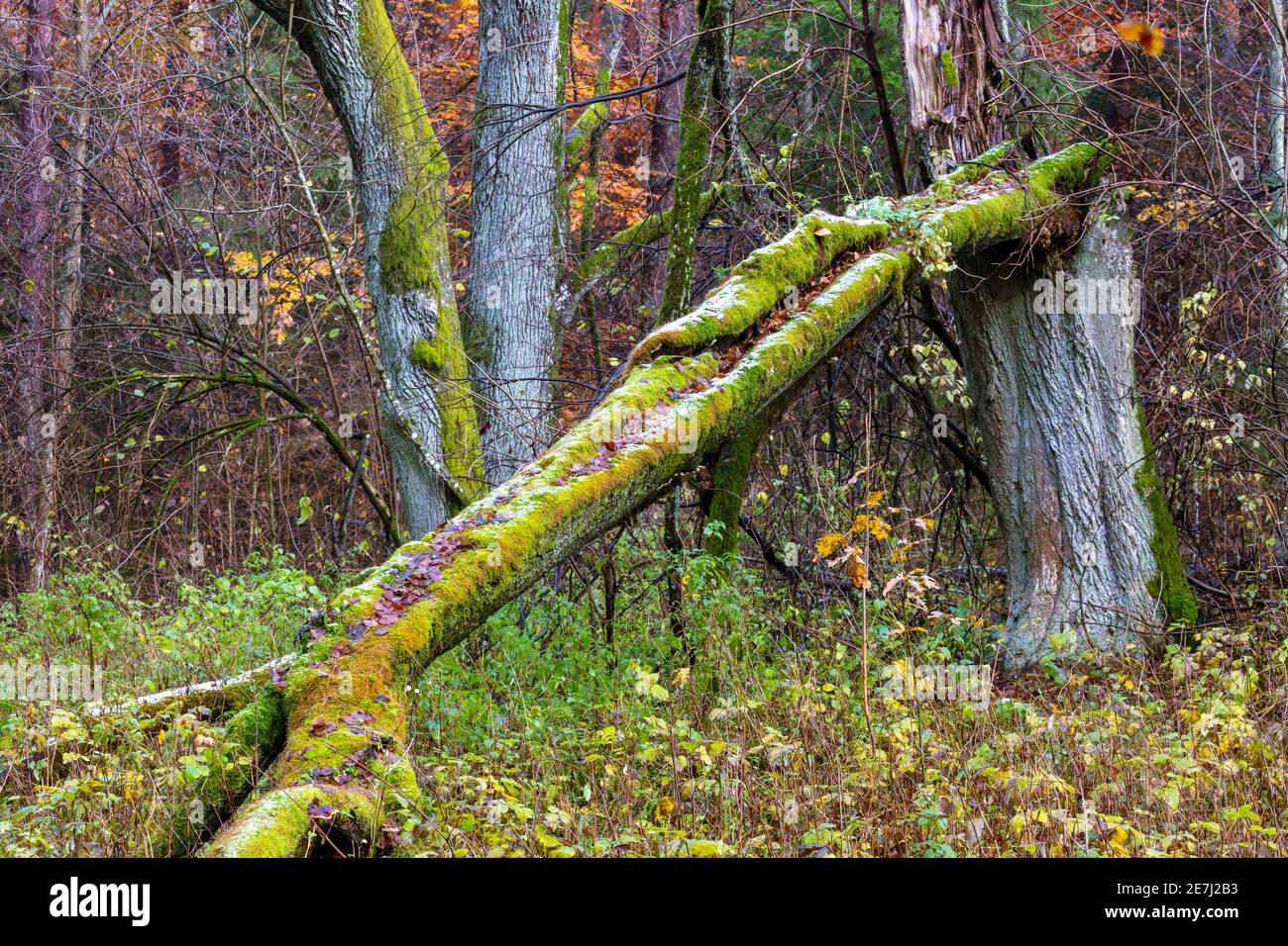 Alberi antichi nella foresta di Bialowieza, Polonia, Europa Foto Stock