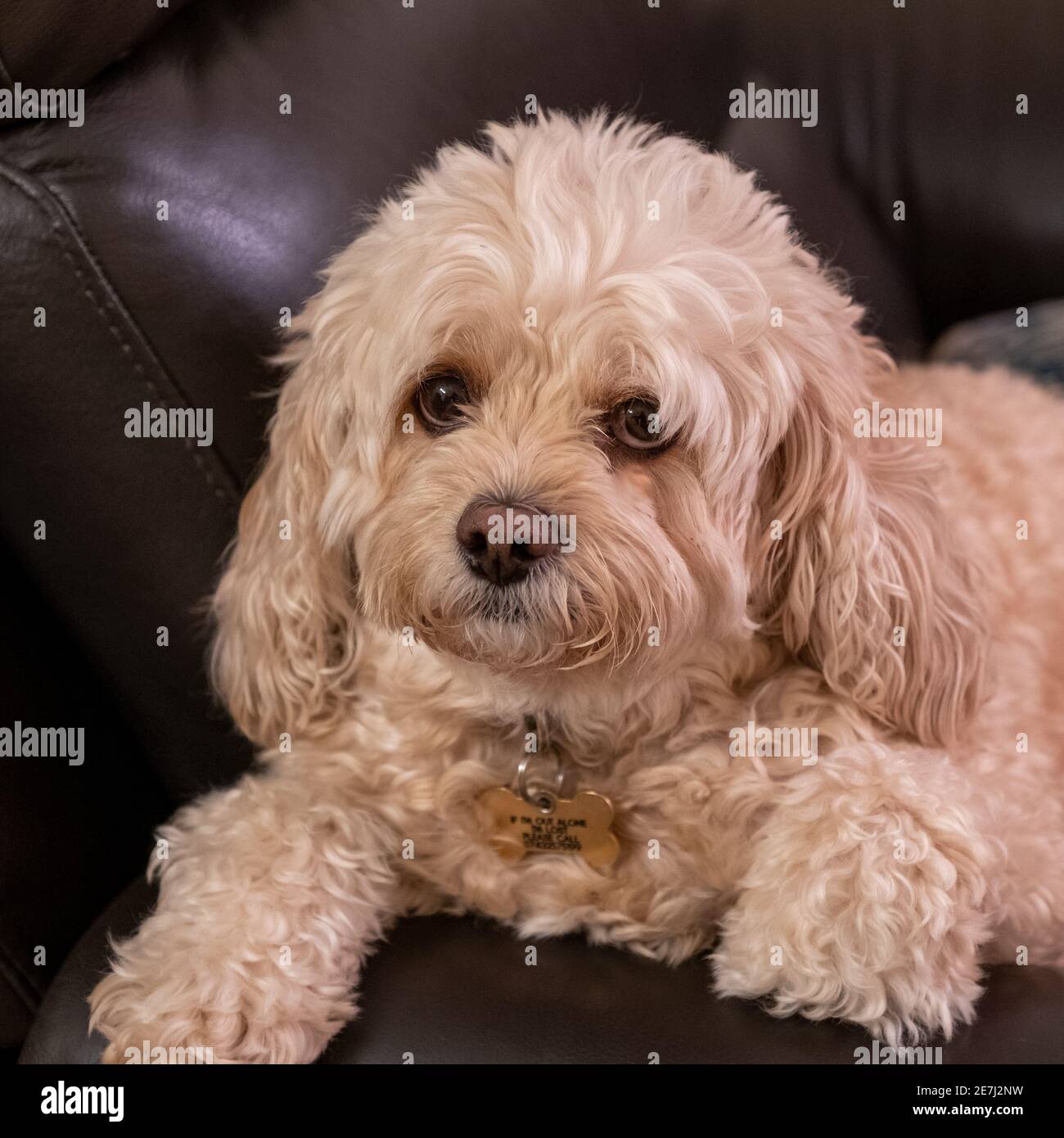 Duffy, il cane dell'animale domestico Foto Stock