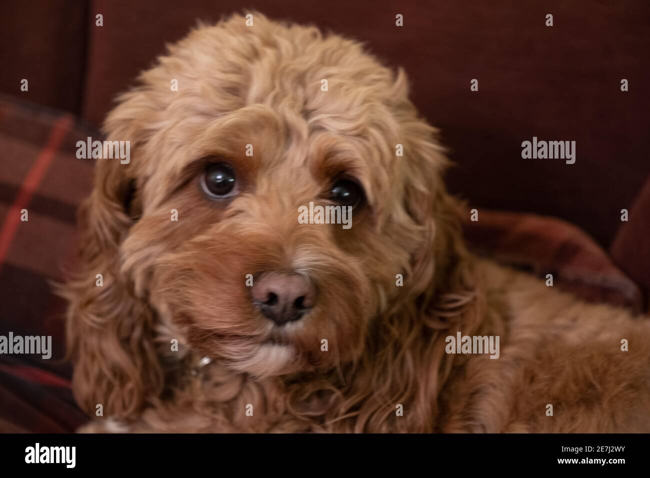 Duffy, il cane dell'animale domestico Foto Stock