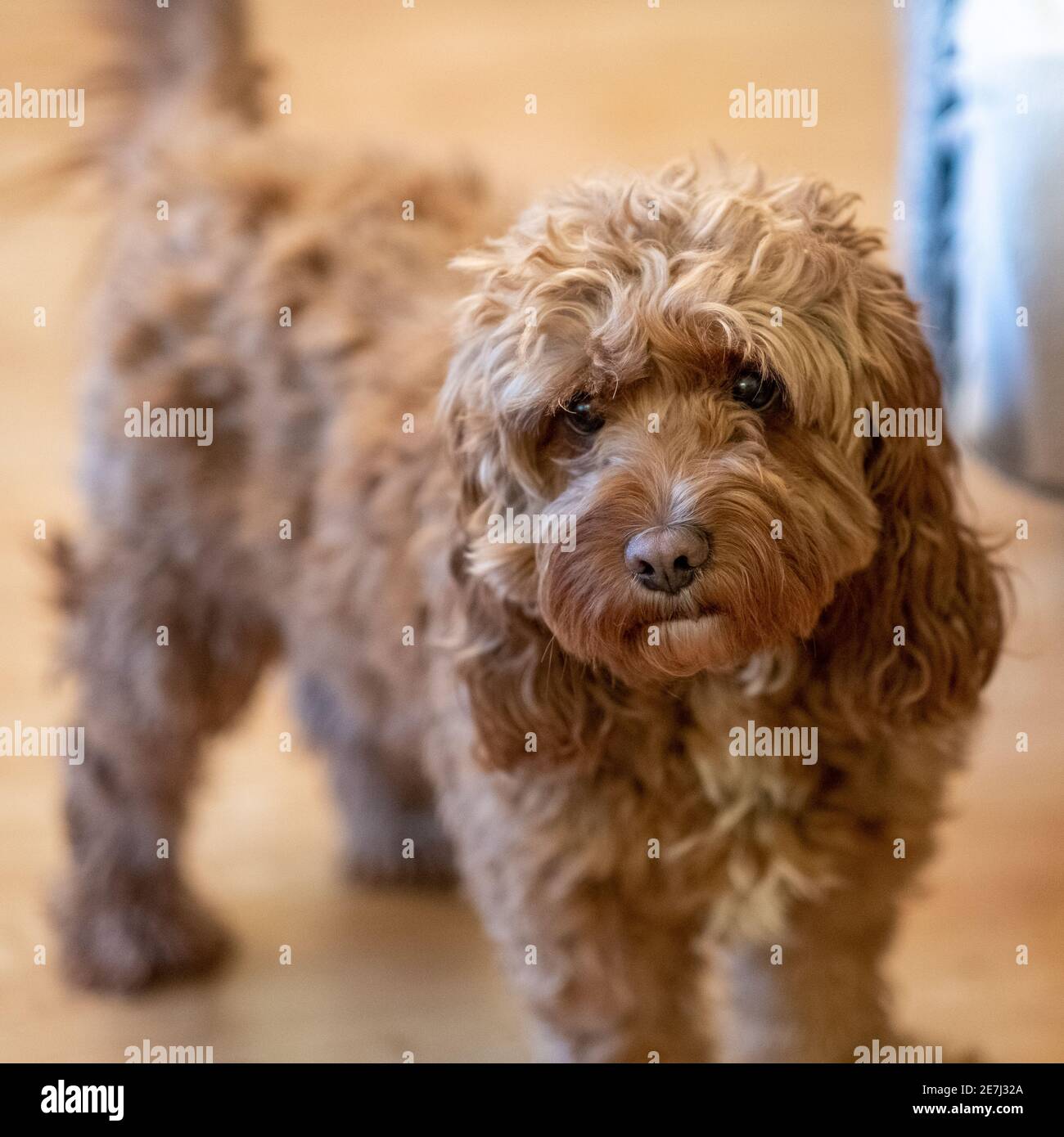 Duffy, il cane dell'animale domestico Foto Stock