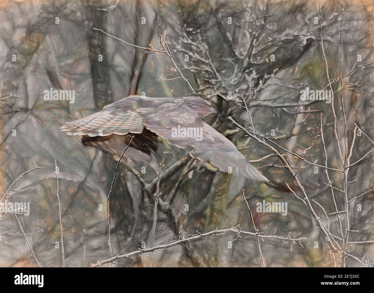 Buzzard (comune) in volo Foto Stock