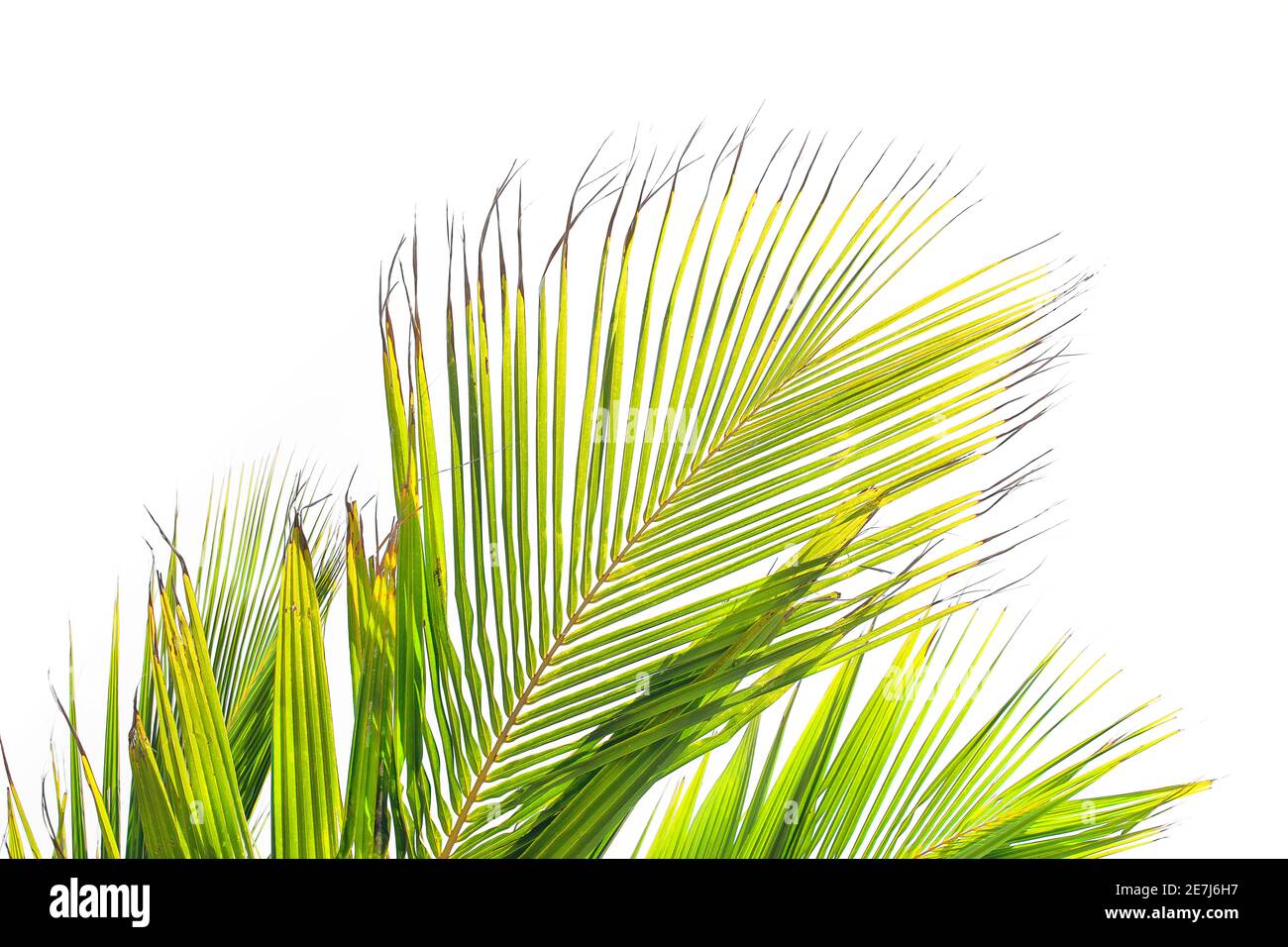 Foglie tropicali su sfondo bianco. Motivo delle foglie di palmo. Foglie verdi di palme da cocco. Concetto di esotismo. Foto Stock