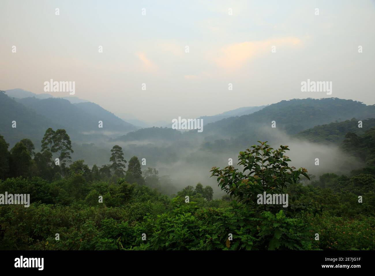 Vista della foresta impenetrabile di Bwindi, coperta in Mist mattina. Uganda Foto Stock