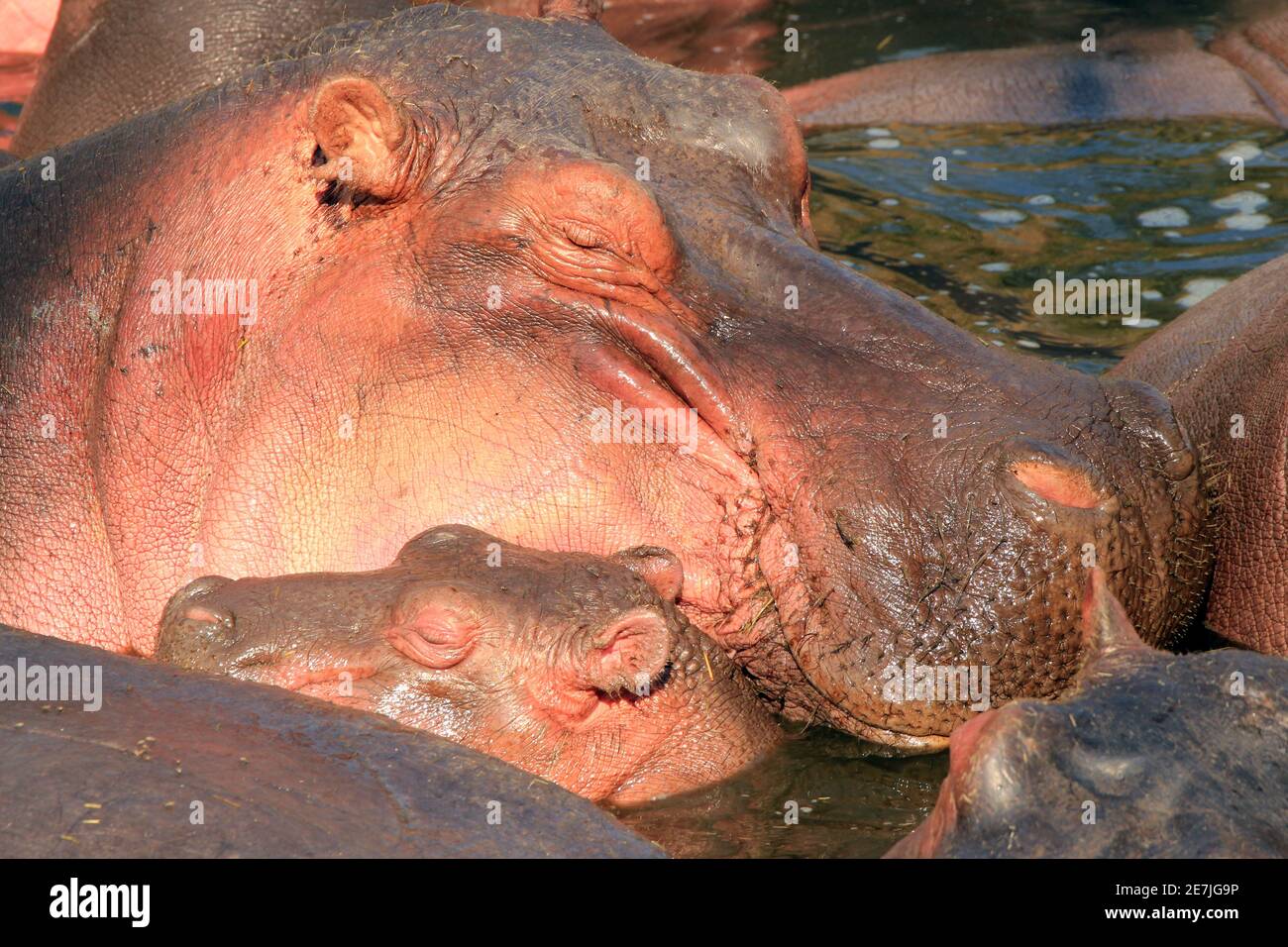 Ippopotamo (ippopotamo anfibio) con polpaccio che riposa in un laghetto. Serengeti, Tanzania Foto Stock