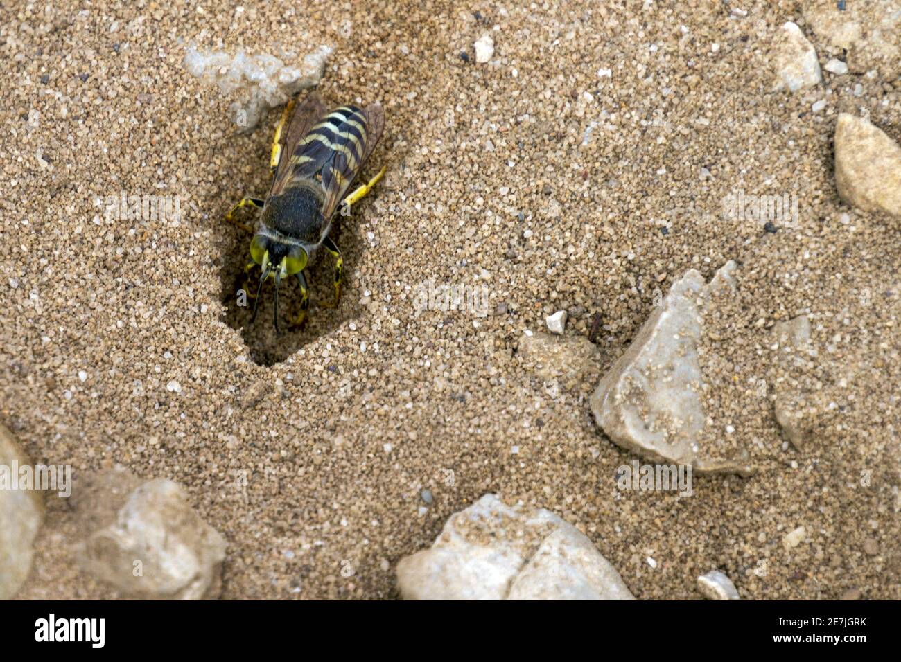 Primo piano di un'ape scavando un buco nella sabbia Foto Stock