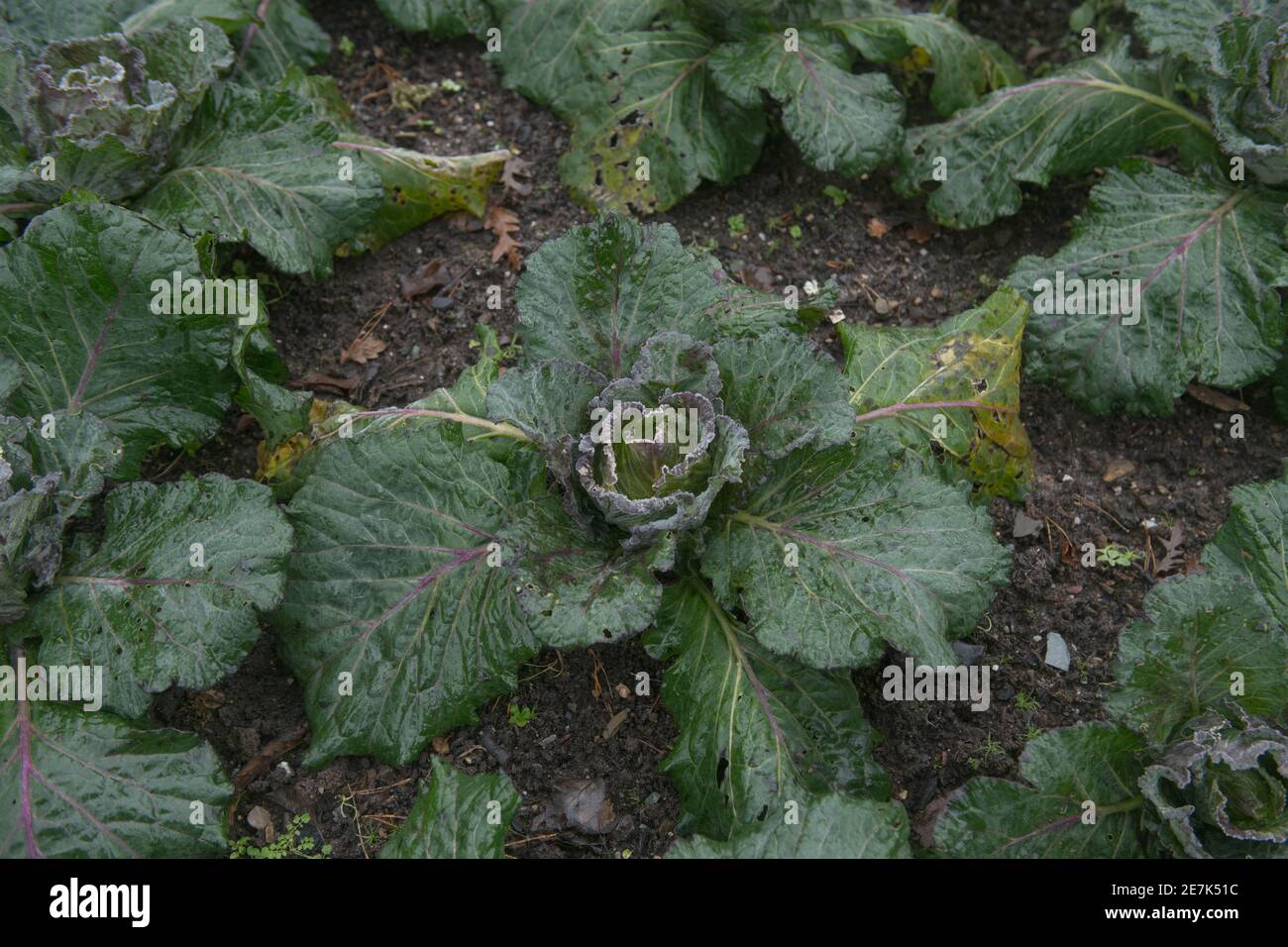 Gelo su un raccolto di cavolo invernale biologico coltivato in casa Piante (Brassica oleracea 'Noelle') Crescere su un'assegnazione in un giardino vegetale in Rurale Devon Foto Stock