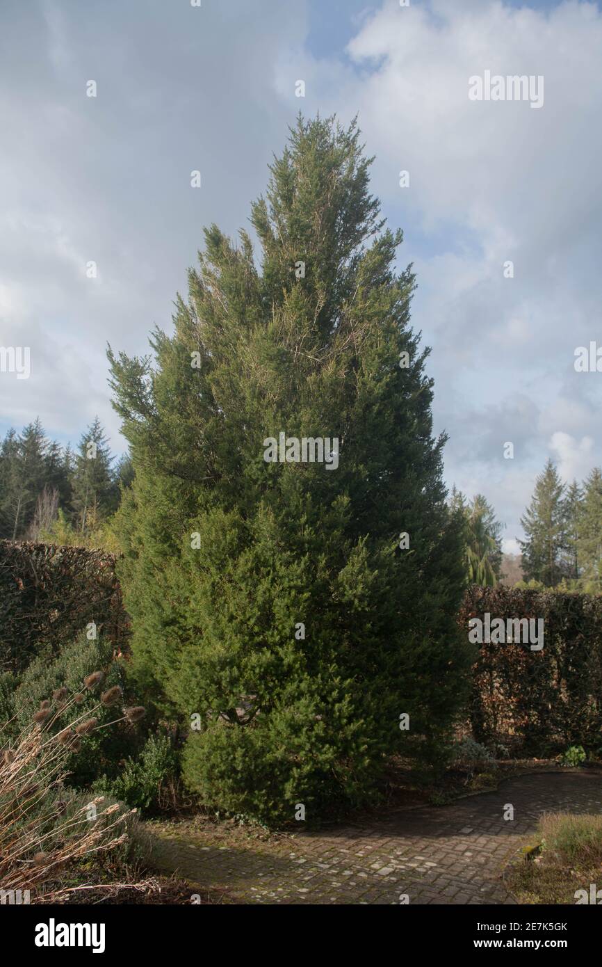 Inverno Foliage del Coniferio Evergreen Dwarf Cedro del Libano arbusto (Cedrus libani 'Comte de Dijon') che cresce in un giardino in Devon Rurale, Inghilterra, Regno Unito Foto Stock