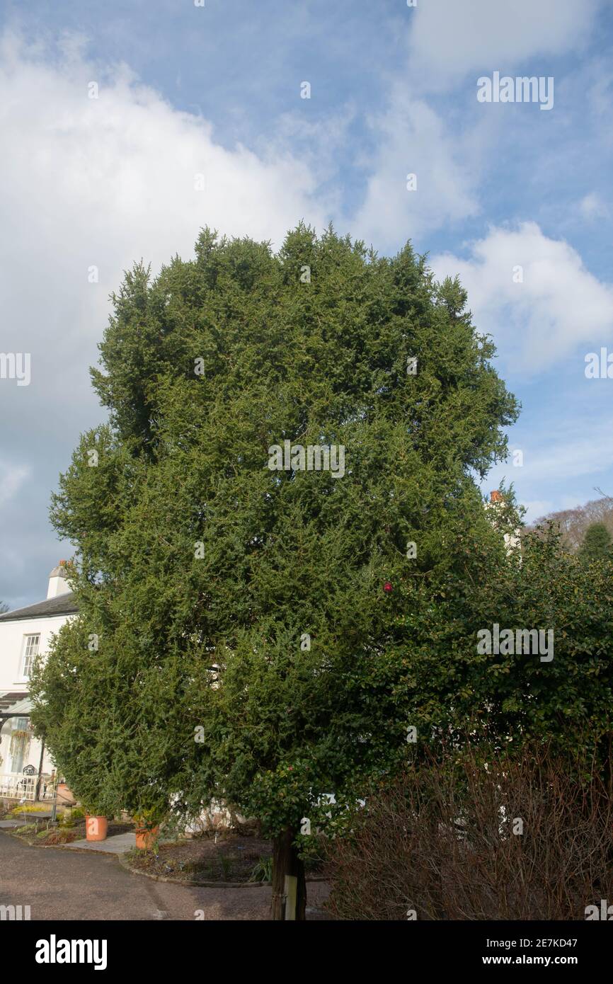 Inverno Foliage di un albero di ginepro siriano Evergreen (Juniperus drupacea) che cresce in un giardino nel Devon Rurale, Inghilterra, Regno Unito Foto Stock