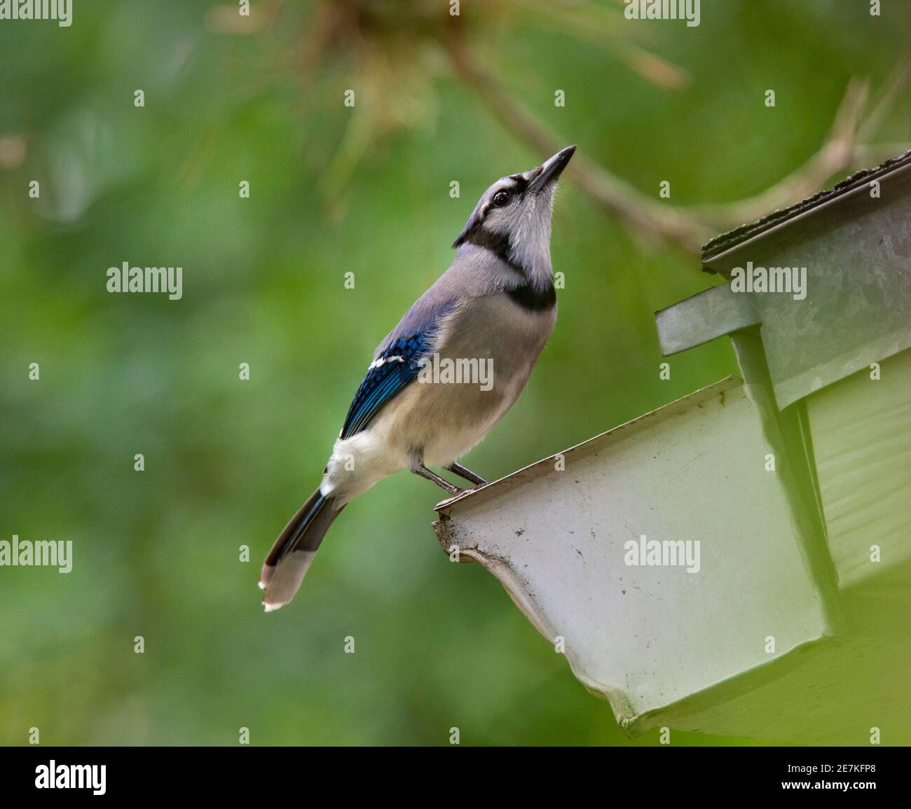 Blue Jay (Cyanocitta cristata) bere da casa grondaia, Fort Myers, Florida, Stati Uniti. Foto Stock