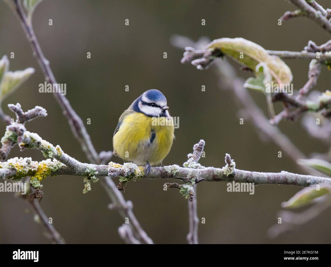 Blue Tit (Cyanistes caeruleus) arroccato su un albero di mele gelido, Lindfield, West Sussex, Inghilterra, Regno Unito Foto Stock