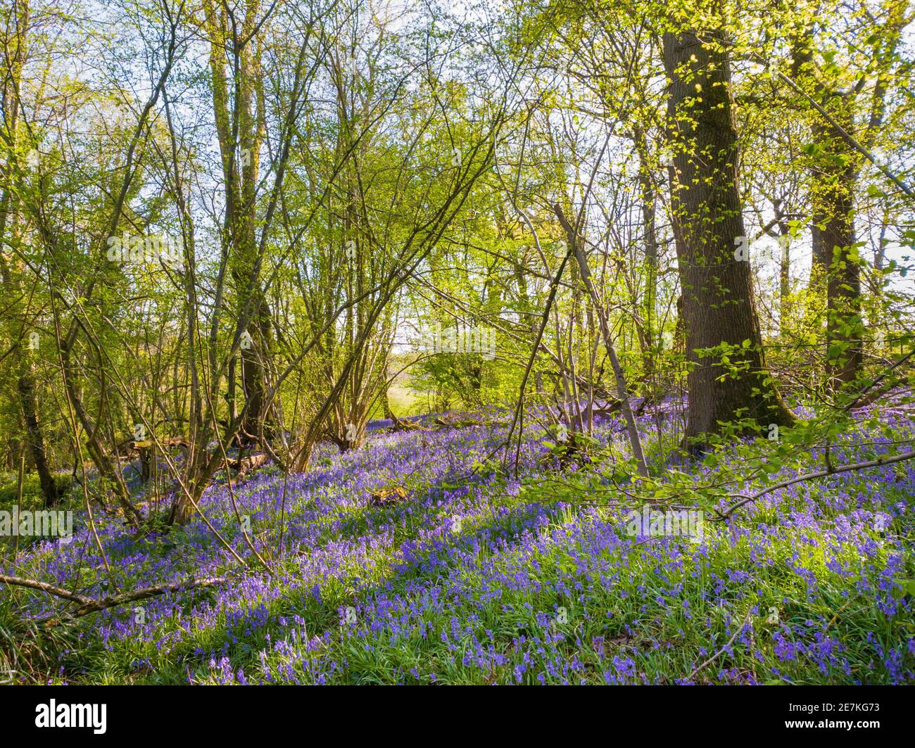 Campanelle comuni (Hyacinthoides non-scripta) in una foresta antica, High Weald National Landscape, West Sussex, Regno Unito. Aprile Foto Stock