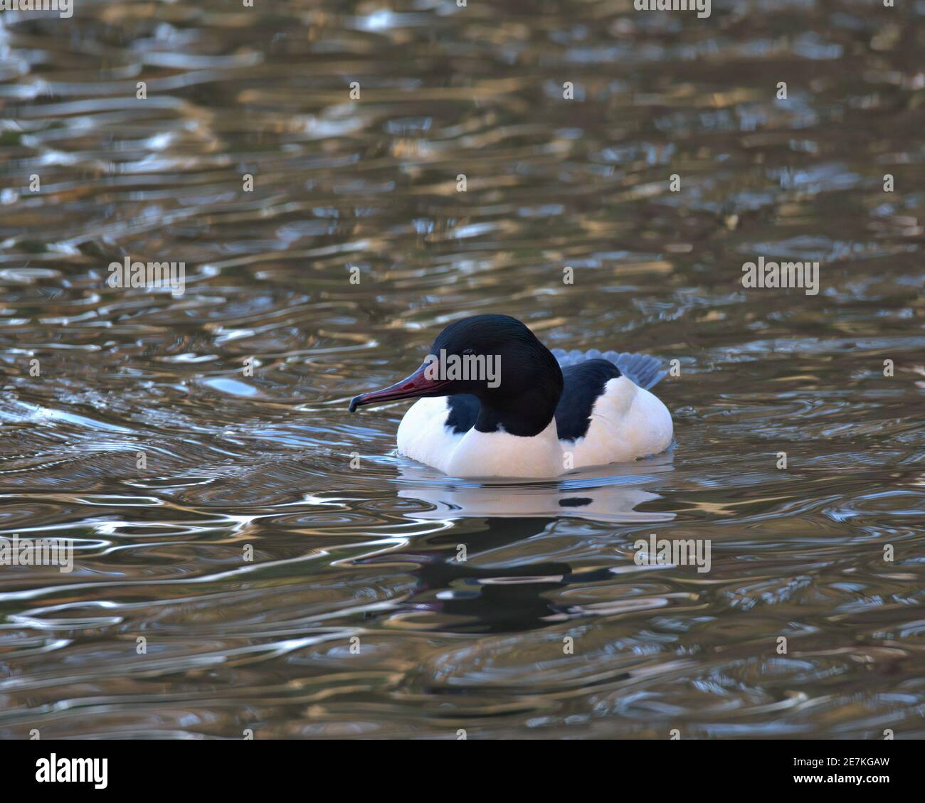 Goosander o anche conosciuto come il merganser comune Foto Stock