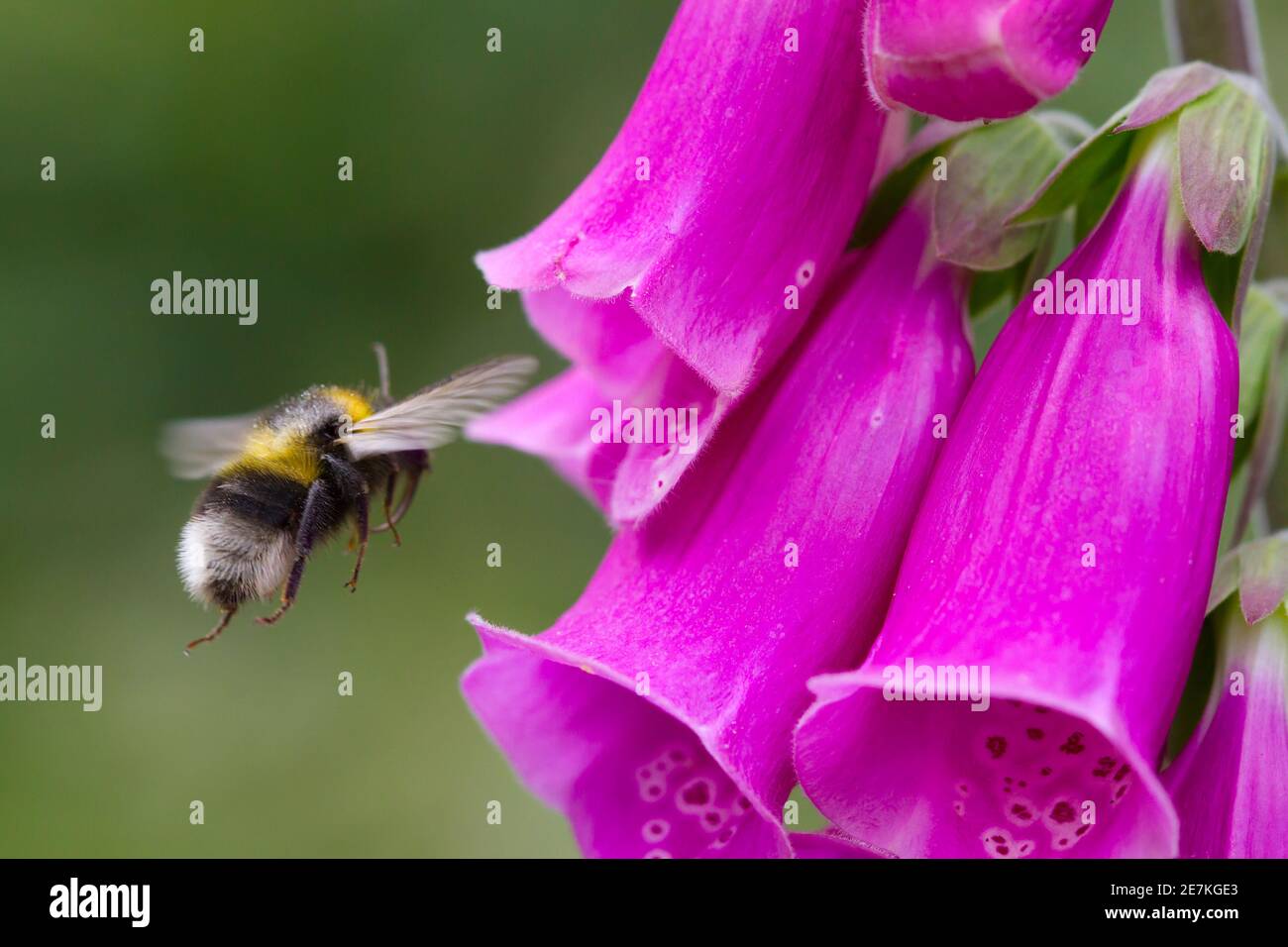 Bumblebee dalla coda bianca (Bombus lucorum) che vola verso Foxglove flower, Sussex, Regno Unito. Giugno Foto Stock