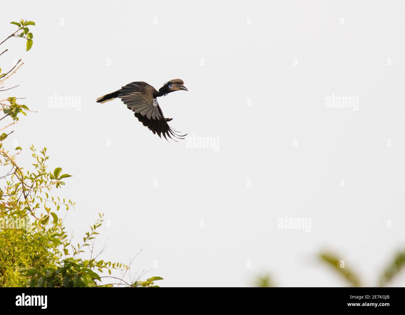 Hornbill (ceratogymna atrata) in volo, Parco Nazionale di Loango, Gabon. Foto Stock