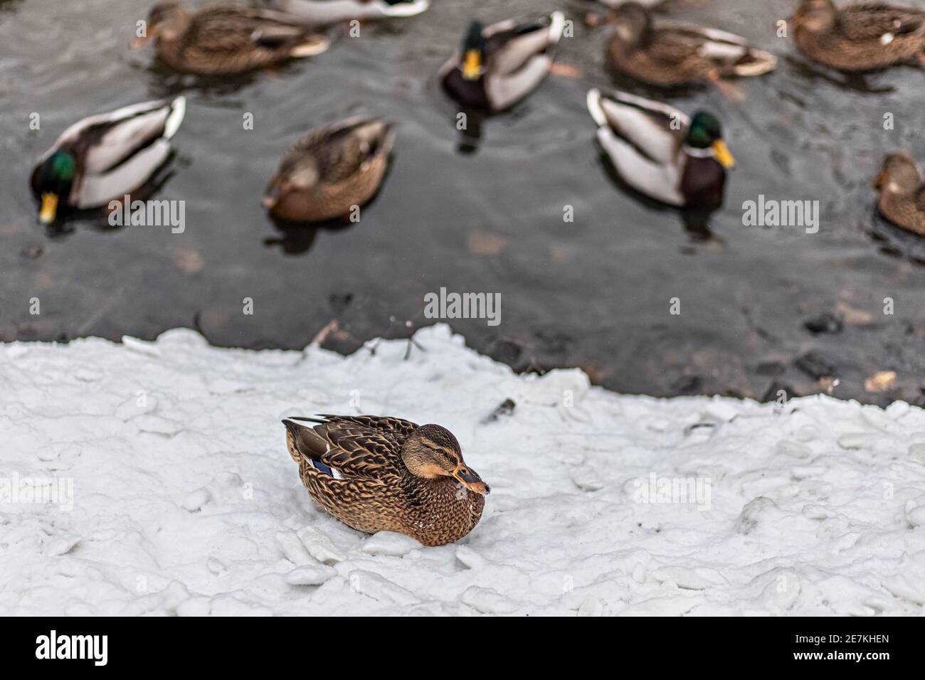 Un'anatra si siede sulla neve sulla riva. Ci sono anatre che nuotano nel fiume nelle vicinanze. Foto Stock