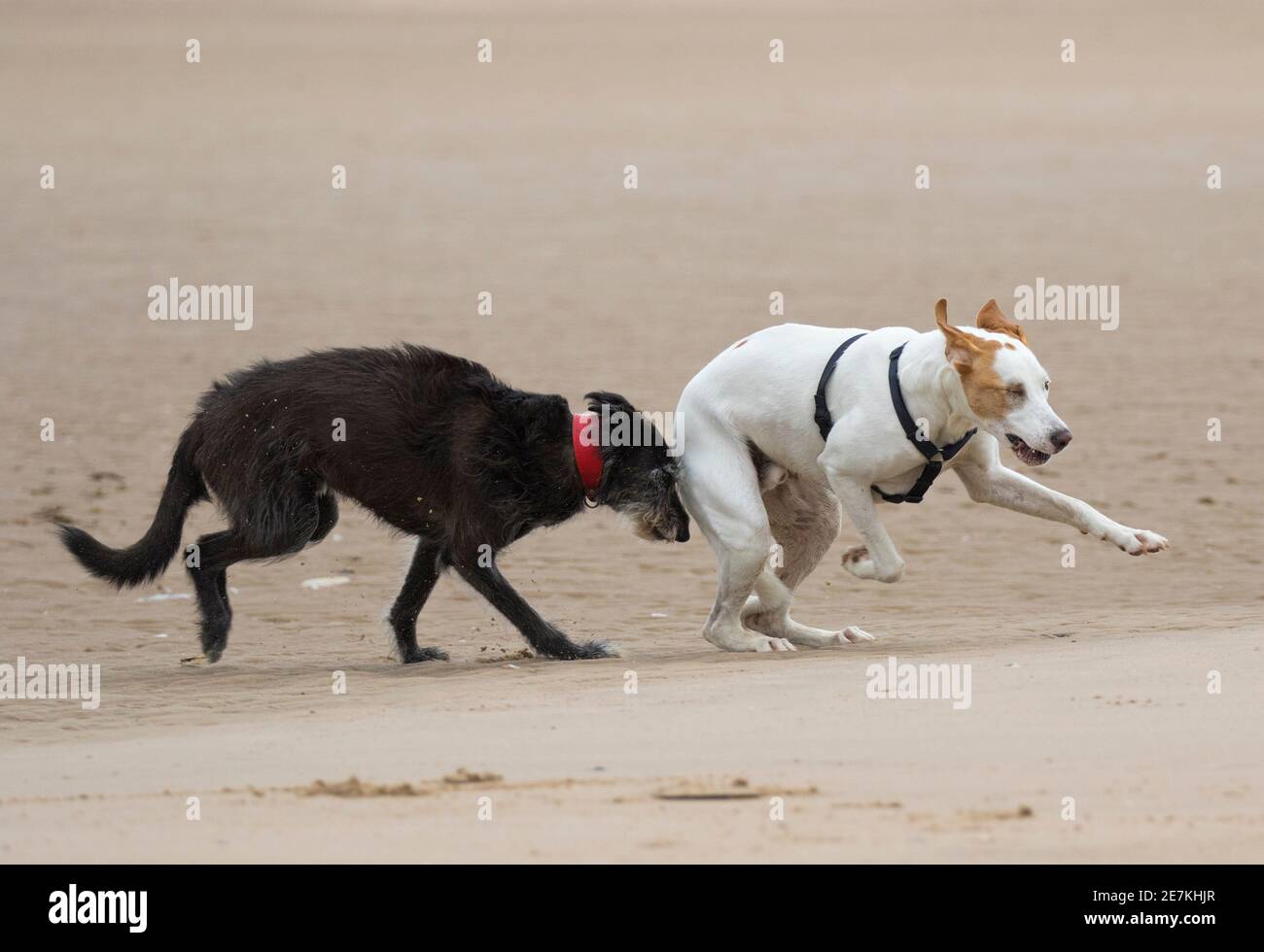 Due cani di salvataggio dalla Spagna, un Lurcher e Mongrel giocare inseguimento sulla spiaggia, Holkham Beach, Norfolk del Nord, Regno Unito Foto Stock