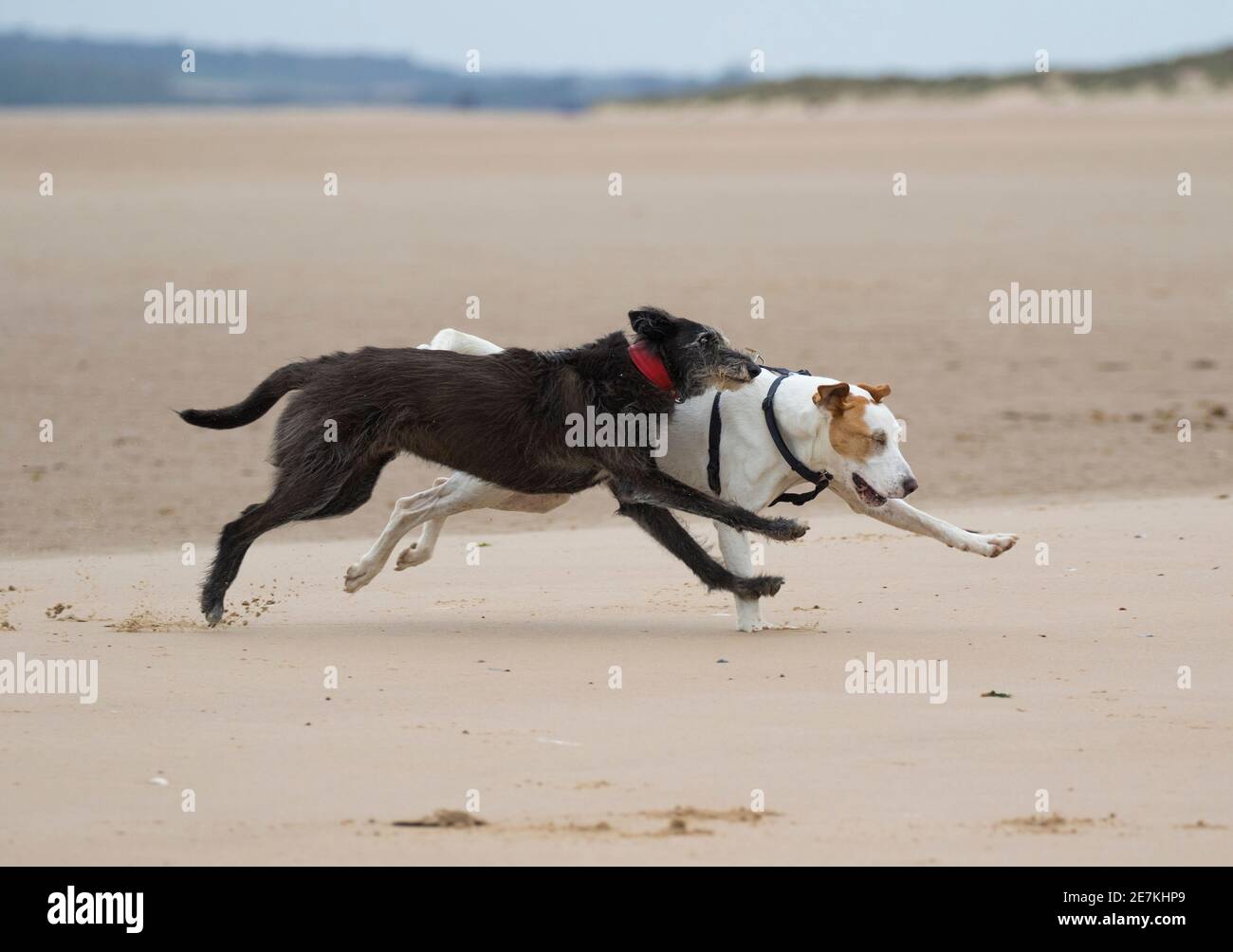 Due cani di salvataggio dalla Spagna, un Lurcher e Mongrel giocare inseguimento sulla spiaggia, Holkham Beach, Norfolk del Nord, Regno Unito Foto Stock