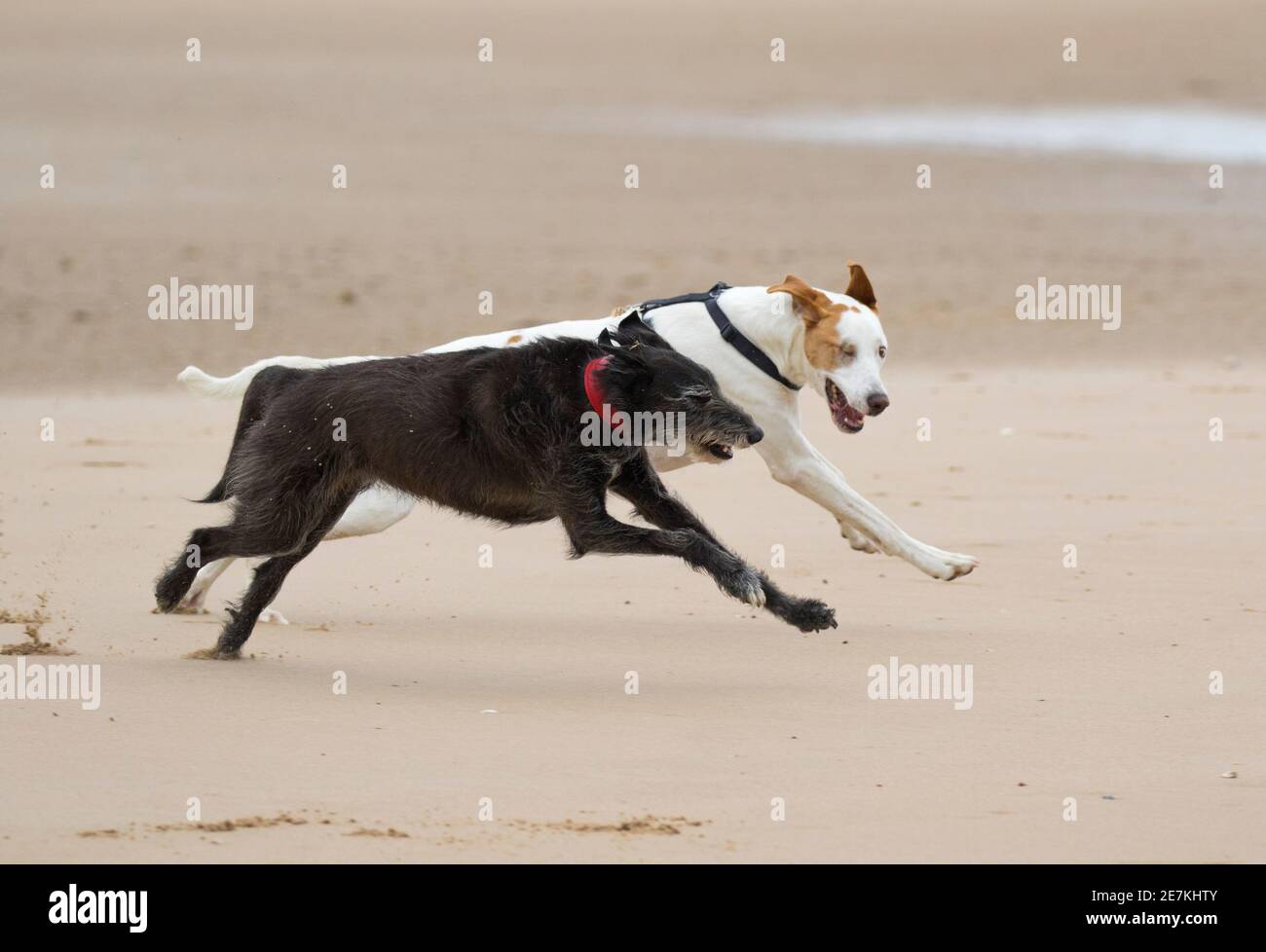 Due cani di salvataggio dalla Spagna, un Lurcher e Mongrel giocare inseguimento sulla spiaggia, Holkham Beach, Norfolk del Nord, Regno Unito Foto Stock