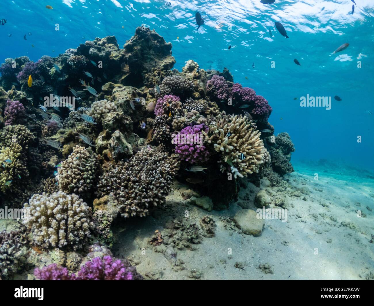 Mondo sottomarino. Coralli colorati con pesci esotici nel Mar Rosso Foto  stock - Alamy